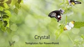  Presentation with green and purple mardi gras - PPT layouts having maurian - butterfly on a green background background and a mint green colored foreground