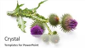  Presentation with milk thistle - Beautiful PPT theme featuring maurian - milk thistle plant silybum marianum backdrop and a white colored foreground