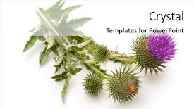  Presentation with milk thistle - Colorful presentation design enhanced with maurian - milk thistle plant silybum marianum backdrop and a white colored foreground