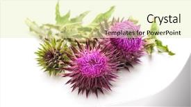  Presentation with milk thistle - Amazing presentation design having maurian - milk thistle plant silybum marianum backdrop and a soft green colored foreground