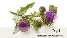  Presentation with milk thistle - Presentation theme consisting of maurian - milk thistle plant silybum marianum background and a soft green colored foreground