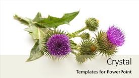  Presentation with milk thistle - PPT theme consisting of maurian - milk thistle plant silybum marianum background and a soft green colored foreground