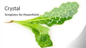  Presentation with milk thistle - PPT theme featuring maurian - silybum marianum milk thistle medical background and a white colored foreground