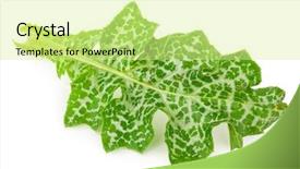  Presentation with milk thistle - Cool new PPT theme with maurian - silybum marianum milk thistle medical backdrop and a blonde colored foreground