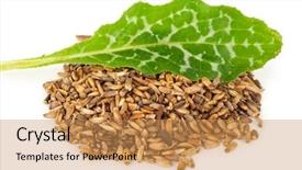  Presentation with milk thistle - Presentation theme consisting of maurian - silybum marianum milk thistle medical background and a yellow colored foreground