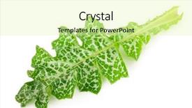  Presentation with milk thistle - PPT layouts having maurian - silybum marianum milk thistle medical background and a soft green colored foreground
