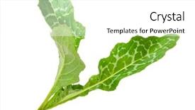  Presentation with milk thistle - Audience pleasing PPT theme consisting of maurian - silybum marianum milk thistle medical backdrop and a white colored foreground