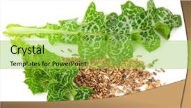  Presentation with milk thistle - Cool new slide deck with maurian - silybum marianum milk thistle medical backdrop and a yellow colored foreground