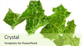  Presentation with milk thistle - PPT theme enhanced with maurian - silybum marianum milk thistle medical background and a yellow colored foreground