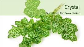  Presentation with milk thistle - Amazing slide set having maurian - silybum marianum milk thistle medical backdrop and a yellow colored foreground