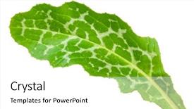  Presentation with milk thistle - Presentation design consisting of maurian - silybum marianum milk thistle medical background and a white colored foreground