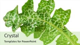  Presentation with milk thistle - Beautiful PPT theme featuring maurian - silybum marianum milk thistle medical backdrop and a yellow colored foreground