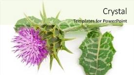  Presentation with milk thistle - Slides enhanced with maurian - silybum marianum milk thistle medical background and a soft green colored foreground