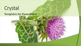 Presentation with milk thistle - Colorful presentation theme enhanced with maurian - silybum marianum milk thistle medical backdrop and a yellow colored foreground