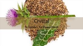  Presentation with milk thistle - Colorful theme enhanced with maurian - silybum marianum milk thistle medical backdrop and a gold colored foreground