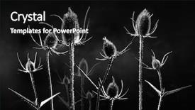  Presentation with thistle - Beautiful PPT theme featuring maurian - thistle plant in black backdrop and a black colored foreground