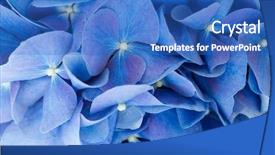  Presentation with hydrangea - Audience pleasing PPT theme consisting of mauve abstract - blue hydrangea flower backdrop and a teal colored foreground