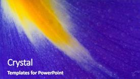  Presentation with iris - Cool new PPT theme with mauve abstract - purple and yellow iris backdrop and a  colored foreground