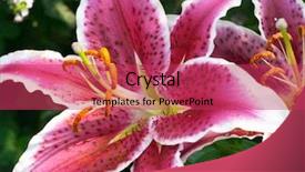 Presentation with lily - PPT layouts enhanced with mauve abstract - tiger lily 2 background and a red colored foreground