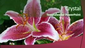  Presentation with school budget tiger - Beautiful presentation theme featuring mauve abstract - tiger lily 3 backdrop and a tawny brown colored foreground