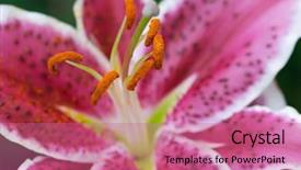  Presentation with save tiger - Audience pleasing presentation design consisting of mauve abstract - tiger lily 4 backdrop and a coral colored foreground