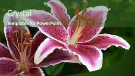  Presentation with school budget tiger - Presentation theme with mauve abstract - tiger lily 5 background and a tawny brown colored foreground