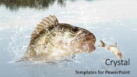  Presentation with gallatin river - Audience pleasing slide set consisting of mawar - big river perch perca fluviatilis backdrop and a light blue colored foreground