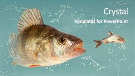  Presentation with river - Slide set having mawar - big river perch perca fluviatilis background and a seafoam green colored foreground