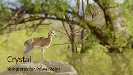  Presentation with hello my name - Slide deck having mawar - closeup of klipspringer scientific name background and a yellow colored foreground