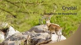  Presentation with name - Audience pleasing slides consisting of mawar - klipspringer scientific name oreotragus oreotragus backdrop and a gold colored foreground