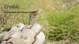  Presentation with landscapes of savanna serengeti tanzania - Cool new theme with mawar - klipspringer scientific name oreotragus oreotragus backdrop and a yellow colored foreground