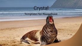  Presentation with new zealand - Cool new slides with mawar - wild seal on the beach backdrop and a teal colored foreground