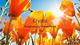  Presentation with beautiful spring flowers - Presentation design enhanced with may - beautiful spring flowers background and a gold colored foreground