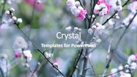  Presentation with plum blossom - Amazing PPT layouts having may - plum prunus mume blossom plum backdrop and a seafoam green colored foreground