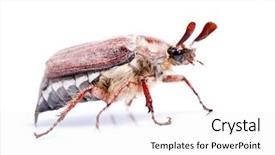  Presentation with octopus on isolated white - Audience pleasing presentation theme consisting of may-bug-isolated-on-white backdrop and a white colored foreground