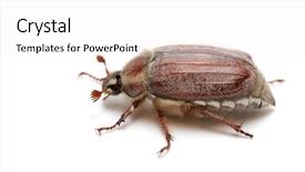  Presentation with isolated paw prints over white - Presentation featuring may-bug-macro-isolated background and a white colored foreground