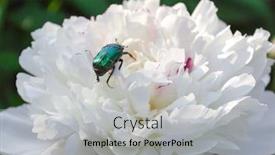  Presentation with peony flower - Audience pleasing theme consisting of may-bug-on-peony-flower backdrop and a light gray colored foreground