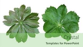  Presentation with leaves - PPT theme enhanced with mayapple-giant-palmate-leaves-isolated background and a seafoam green colored foreground