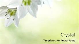  Presentation with mayflower - Audience pleasing theme consisting of mayflower - abstract spring background with bokeh backdrop and a soft green colored foreground