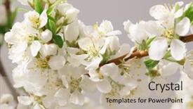  Presentation with white flowers - PPT layouts having mayflower - balmy breath of spring background and a mint green colored foreground