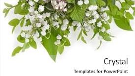  Presentation with bloom - Audience pleasing presentation theme consisting of mayflower - bouquet of lilies-of-the-valley with bloom backdrop and a white colored foreground