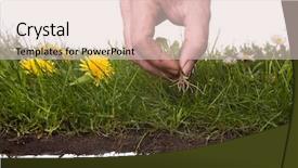  Presentation with mayflower - Presentation theme with mayflower - dirty hand weeding isolated background and a lemonade colored foreground