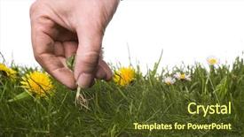  Presentation with mayflower - Cool new slide set with mayflower - dirty hand weeding isolated backdrop and a tawny brown colored foreground
