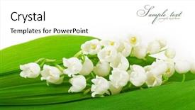  Presentation with lily of the valley close - Amazing PPT theme having mayflower - lilies of the valley isolated backdrop and a white colored foreground