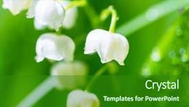  Presentation with lily of the valley close - PPT layouts with mayflower - lilly of the valley background and a forest green colored foreground