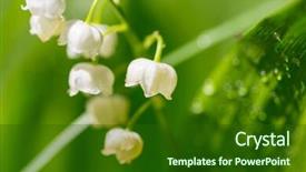  Presentation with mayflower - Amazing presentation design having mayflower - lilly of the valley backdrop and a forest green colored foreground