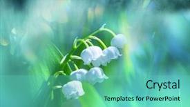  Presentation with lily of the valley close - Audience pleasing slide deck consisting of mayflower - lilly of the valley backdrop and a seafoam green colored foreground