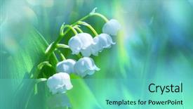  Presentation with mayflower - Amazing presentation theme having mayflower - lilly of the valley backdrop and a seafoam green colored foreground