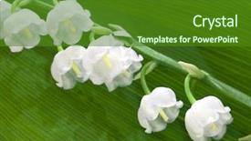  Presentation with mayflower - Audience pleasing PPT theme consisting of mayflower - lily of the valley flowers backdrop and a forest green colored foreground