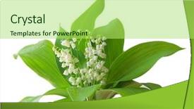  Presentation with mayflower - Presentation design consisting of mayflower - lily of the valley isolated background and a yellow colored foreground